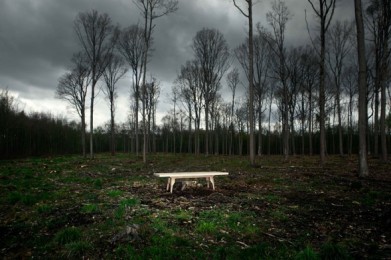Strom, Olgojchorchoj, 2012, Křehký